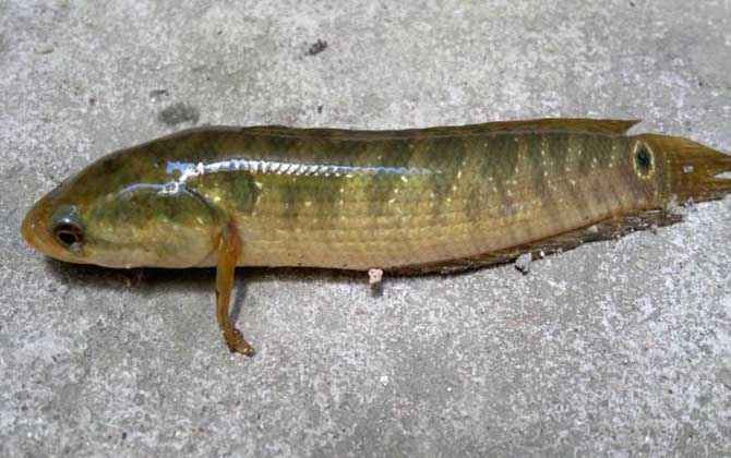 七星魚